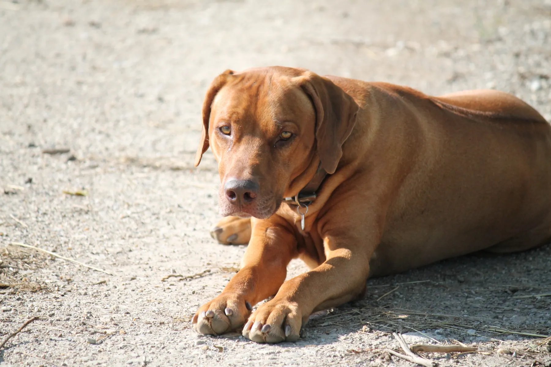 Stallhund Ari