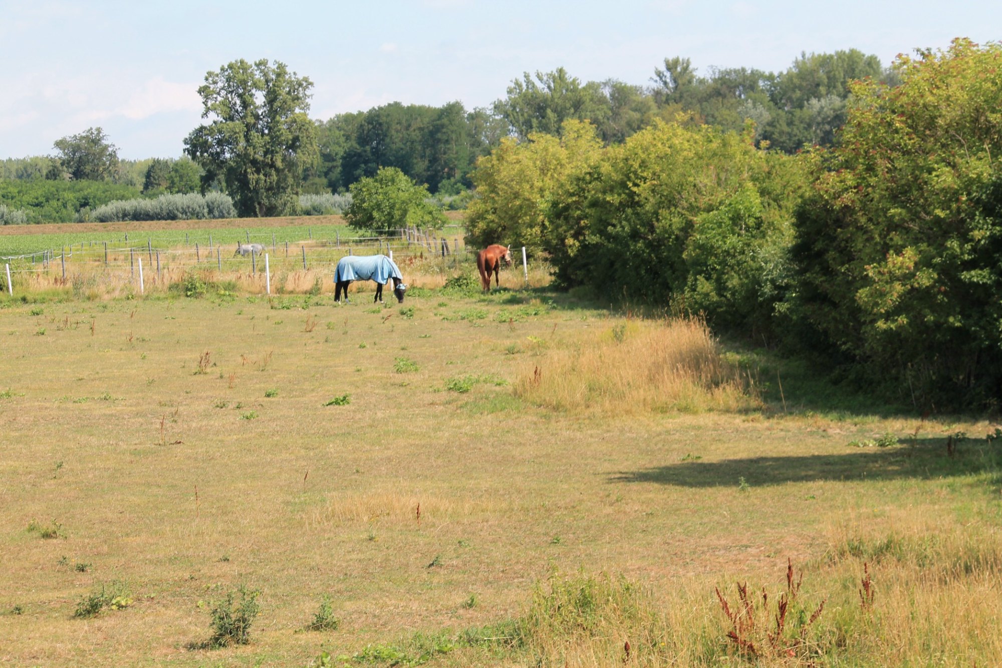 Sommerkoppel mit Pferden